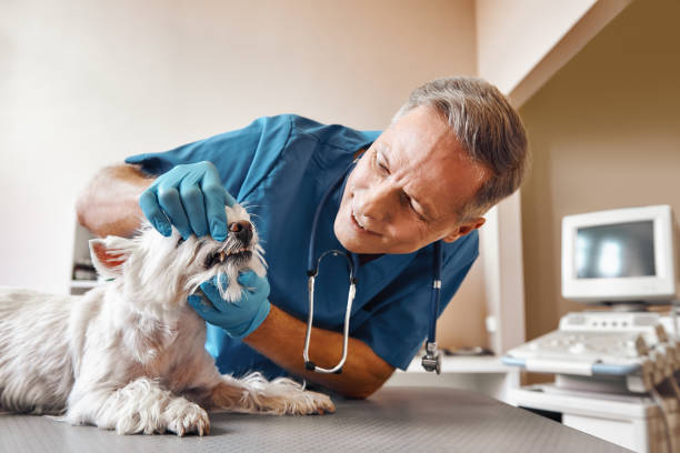 Best 24-Hour Emergency Dental Care in West Wyomissing, PA